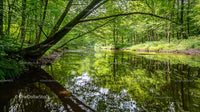 Tranquil River Flowing Through Lush Green Forest
