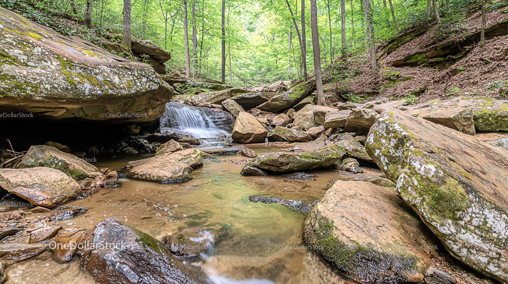 Tranquil Woodland Stream with Moss-Covered Rocks