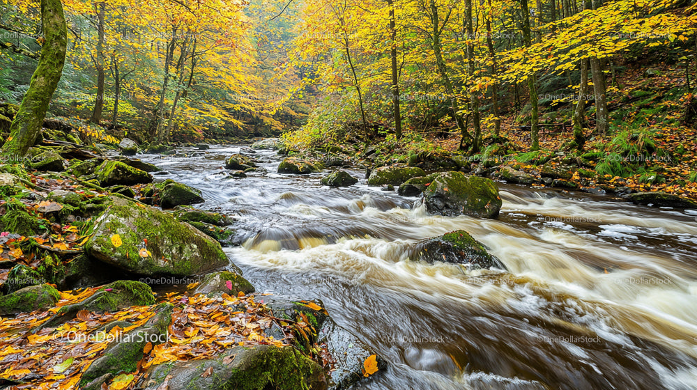 Serene Autumn River Flowing Through a Vibrant Forest