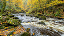 Serene Autumn River Flowing Through a Vibrant Forest