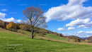 Solitary Tree in a Picturesque Autumn Landscape