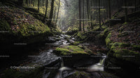 Serene Forest with Mossy Rocks and Gentle Stream