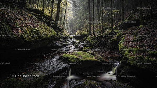 Serene Forest with Mossy Rocks and Gentle Stream