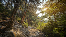 Sunlit Forest Path with Lush Greenery and Tall Pine Trees