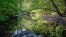 Tranquil Forest Stream with Lush Greenery and Reflections