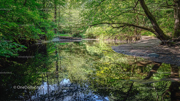 Tranquil Forest Stream with Lush Greenery and Reflections