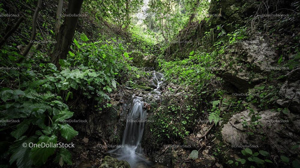 Lush Forest Waterfall Surrounded by Verdant Greenery