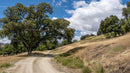 Rural Road with Majestic Oak Tree and Blue Sky
