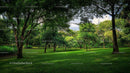 Lush Urban Park with Greenery and Sunlit Trees