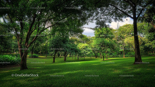 Lush Urban Park with Greenery and Sunlit Trees