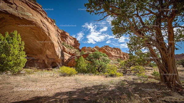 Red Rock Formations and Desert Plants Under a Clear Blue Sky