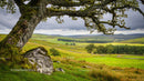 Scenic View of Lush Green Hills and Old Oak Tree