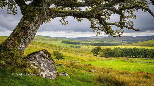 Scenic View of Lush Green Hills and Old Oak Tree