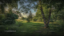 Tranquil Forest Meadow with Lush Greenery and Tall Trees