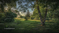 Tranquil Forest Meadow with Lush Greenery and Tall Trees