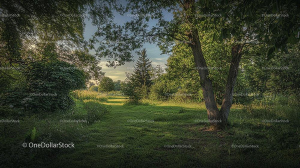 Tranquil Forest Meadow with Lush Greenery and Tall Trees