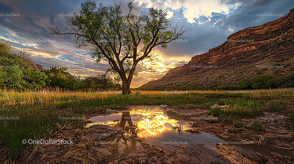 Lone Tree at Sunset with Dramatic Sky and Reflections