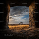 Acacia Tree at Sunset in African Savanna Landscape