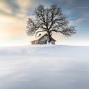 Rustic Cabin with Lone Tree in Snowy Winter Landscape