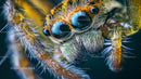 Close-up of a Jumping Spider
