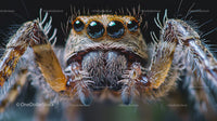 Detailed Close-up of Jumping Spider with Large Eyes