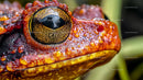 Vibrant Close-up of a Colorful Frog's Eye and Skin