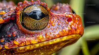Vibrant Close-up of a Colorful Frog's Eye and Skin