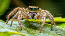 Macro Shot of Jumping Spider on Leaf