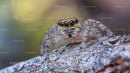 Close-up of Jumping Spider on Tree Bark