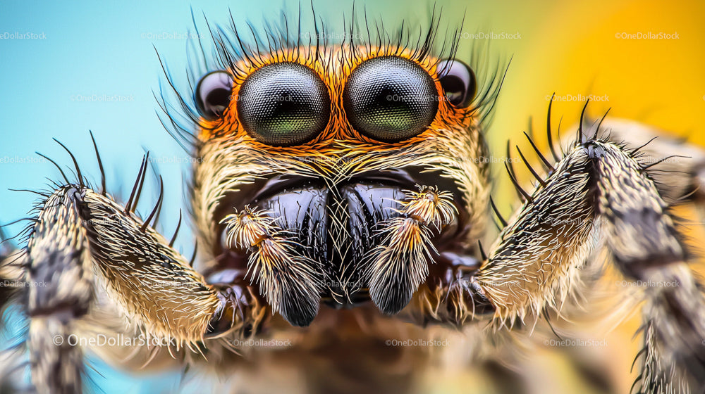 Close-Up of a Jumping Spider with Detailed Eyes