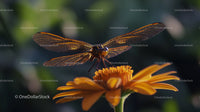 Dragonfly Resting on Vibrant Orange Flower in Garden