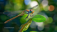 Dragonfly Resting on Green Leaf in Sunlit Garden