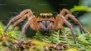 Jumping Spider on Green Fern in Vibrant Macro