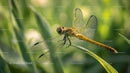 Golden Dragonfly Perched on Green Leaves
