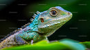 Close-Up of Colorful Lizard in Natural Habitat