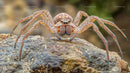 Wolf Spider on Textured Rock in Natural Habitat