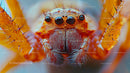 Macro Close-up of a Hairy Orange Spider