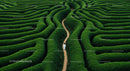 Solitary Journey Through a Vibrant Green Maze