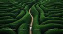 Aerial View of Lush Green Hedge Maze with Winding Path