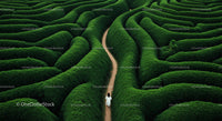Aerial View of Lush Green Hedge Maze with Winding Path