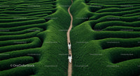 Green Maze with Two People Walking Along a Pathway