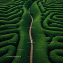 Individual Walking Through a Lush Green Maze