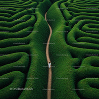 Individual Walking Through a Lush Green Maze