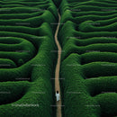 Solitary Walk Through a Lush Green Hedge Maze