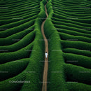 Solitary Path Through Verdant Tea Plantation