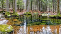 Mossy Forest Reflections in a Tranquil Pool
