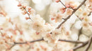Delicate Cherry Blossoms in Full Bloom