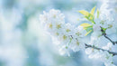 Delicate Cherry Blossoms in Full Spring Bloom