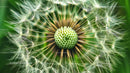 Close-Up of Dandelion Seed Head with Green Background