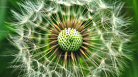 Close-Up of Dandelion Seed Head with Green Background